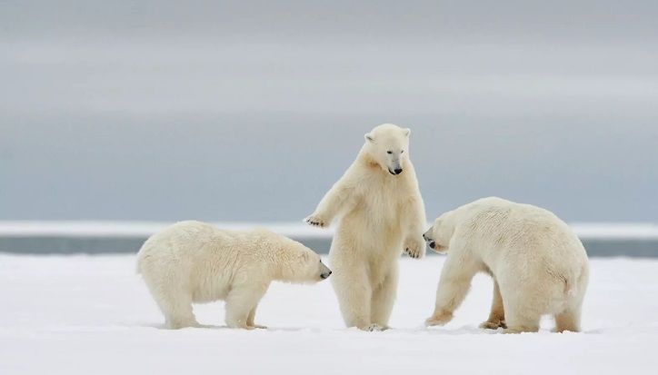 14. Філіппе Рікордел «Охолоньте, друзі! Хаджіме».