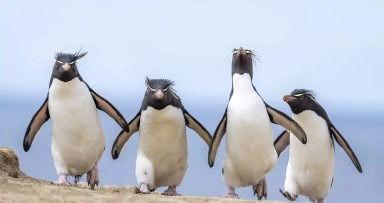 15. Ральф Робінсон «Банда чотирьох».