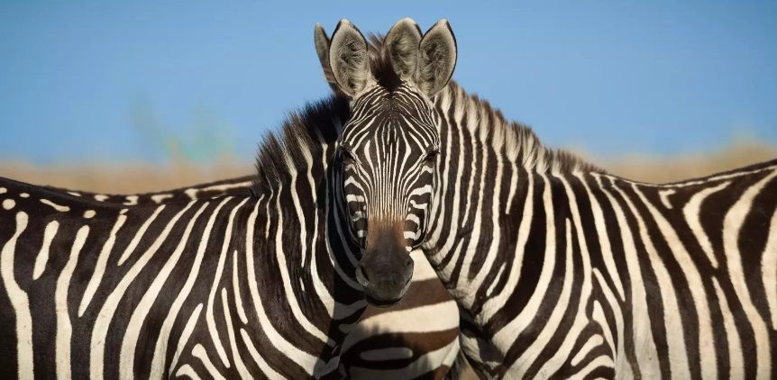 16. Сарош Лодгі «Стривайте, яка із зебр дивиться у кадр».