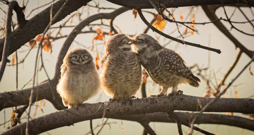 17. Сартак Ранґанадан «Совенята вмиваються світлом».