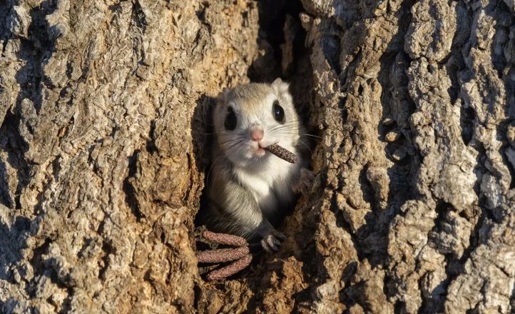 19. Такаші Кубо «Босс мафії».