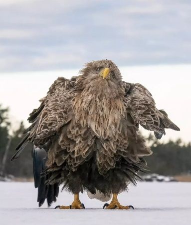 20. Тапані Ліннанмякі «Струсни, погрими і покатайся».