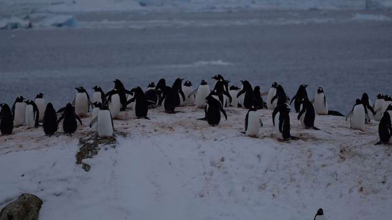До станції «Академік Вернадський» прибули тисячі пінгвінів для гніздування
