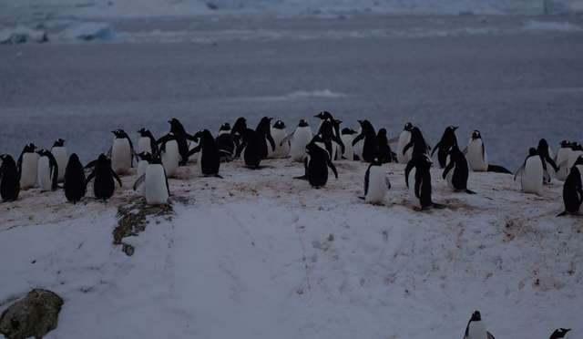 До станції «Академік Вернадський» прибули тисячі пінгвінів для гніздування_1