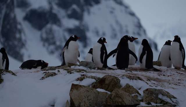 До станції «Академік Вернадський» прибули тисячі пінгвінів для гніздування_3