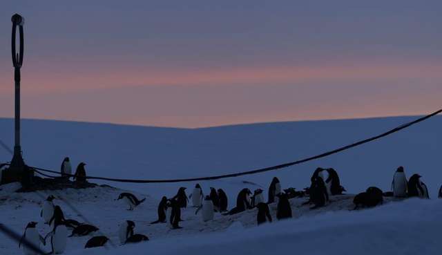 До станції «Академік Вернадський» прибули тисячі пінгвінів для гніздування_5