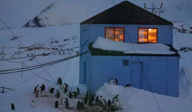 До станції «Академік Вернадський» прибули тисячі пінгвінів для гніздування_7