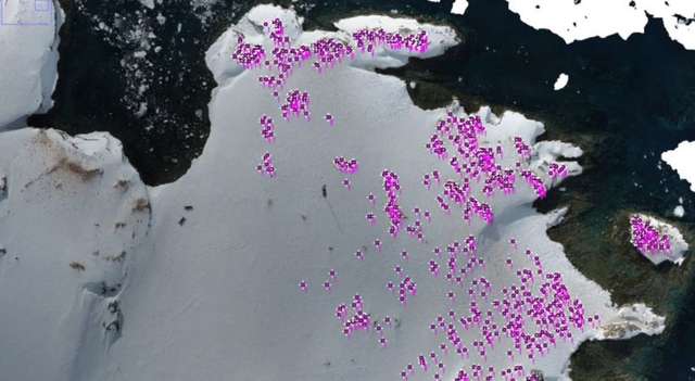 До станції «Академік Вернадський» прибули тисячі пінгвінів для гніздування_9