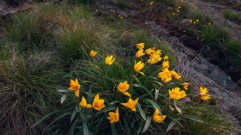 На Черкащині створили заказник для збереження червонокнижної квітки