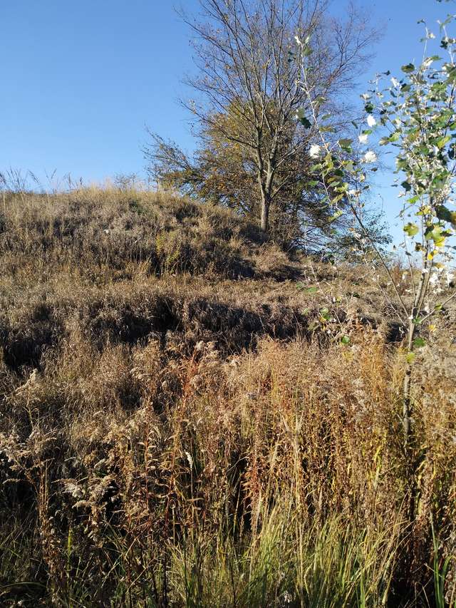 Столичні екологи закликають вберегти від рейдерів курган у Миргородському районі_1