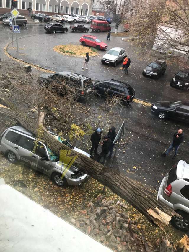Вітер повалив дерева на автівки волонтерів у Полтаві, «зеленим ямщикам» байдуже_3