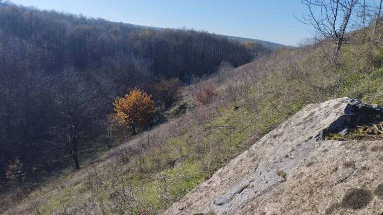 Червонокнижна сон-трава потребує захисту держави на Вінниччині