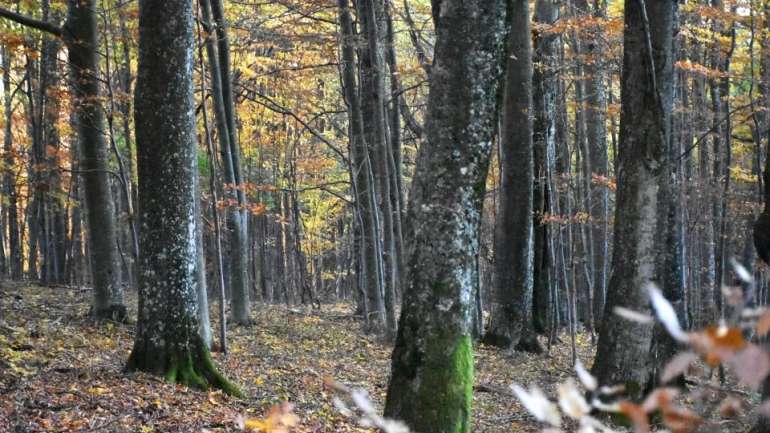 WWF-Україна закликає ДП «Ліси України» припинити блокування процесу заповідання пралісів