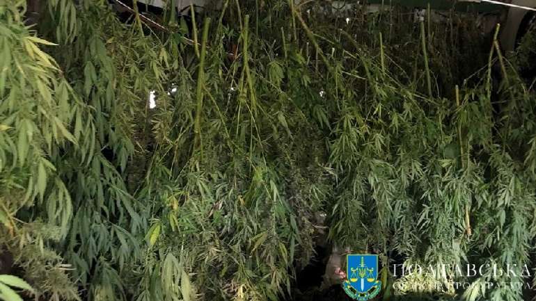 На Полтавщині затримали збувача марихуани