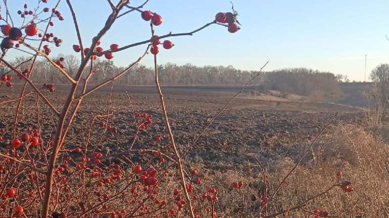 Різник сколотить капіталець і зразу починає скуповувати землю... в Опішні