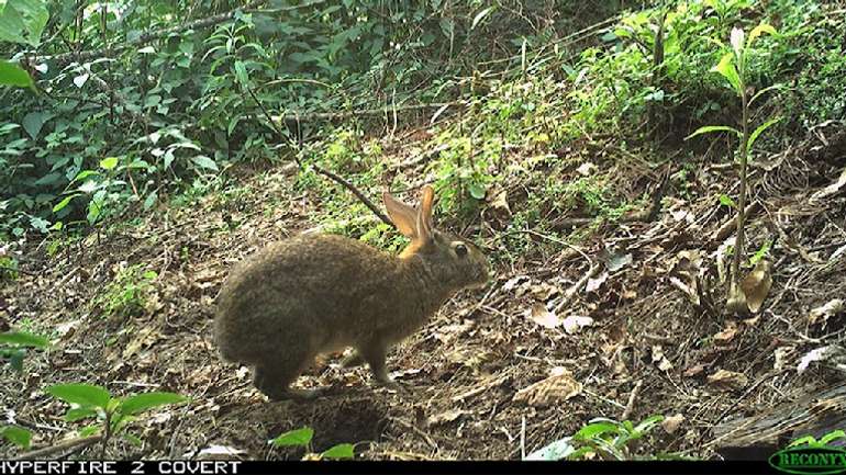 Мексиканські зоологи «воскресили» вимерлих кроликів