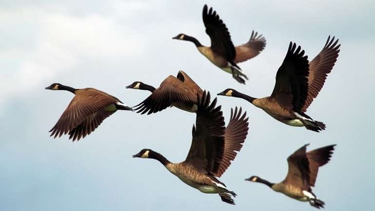 Тварини відчувають магнітне поле на квантовій межі виявлення