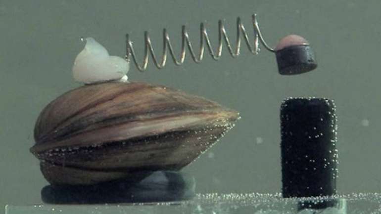 Живі сенсори: мідії контролюють якість води в Польщі