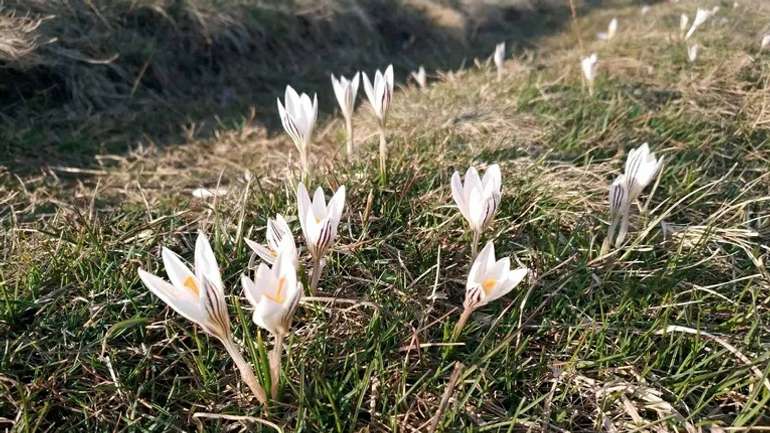 Влада Машівки показала приклад дієвого самоврядування для «зелених ямщиків»