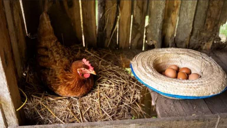 У США через нестачу яєць стає популярною оренда курей