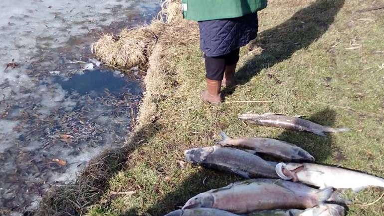 Покидьки з роду людського забруднили ставки у Горбанівці