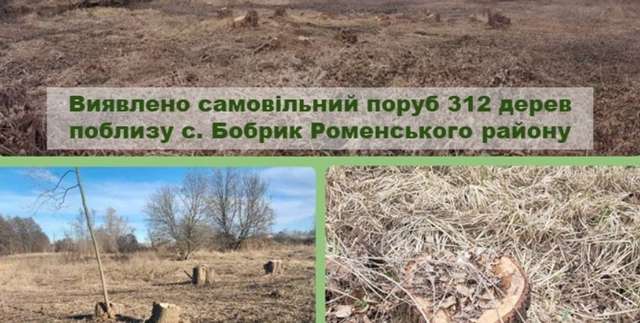 На Сумщині громадяни зрубали ледь не весь ліс_1