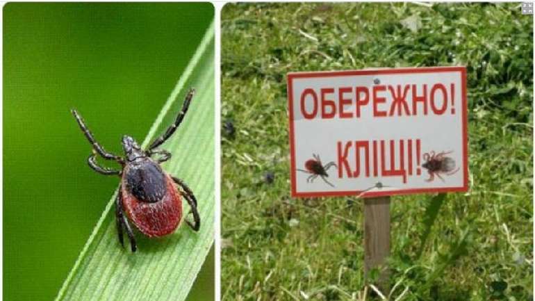 Мешканців Полтавщини попереджають про небезпеку кліщів