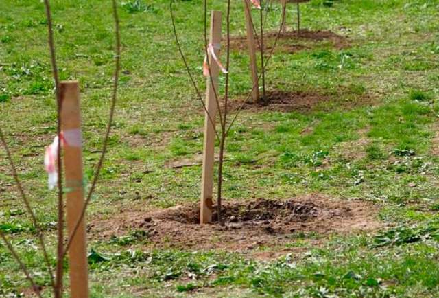 «Парк Честі» у пам'ять про Героїв висадили у Запоріжжі_9