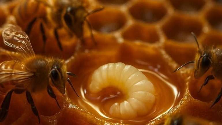 Королеву не народжують — її вирощують