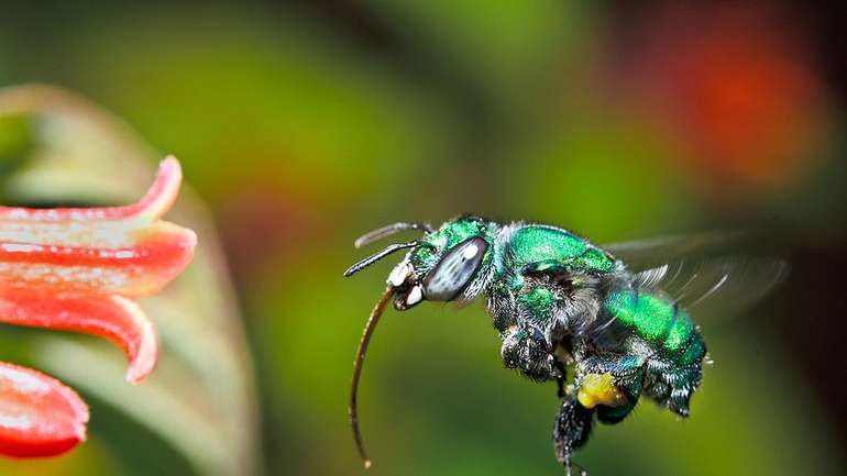 Крилаті алхіміки: як бджоли вигадали парфуми раніше за людей