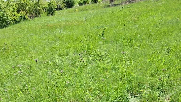 Екологи просять Кобеляцьку міську раду створити заповідну зону