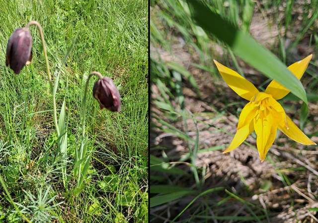 Екологи просять Кобеляцьку міську раду створити заповідну зону_1