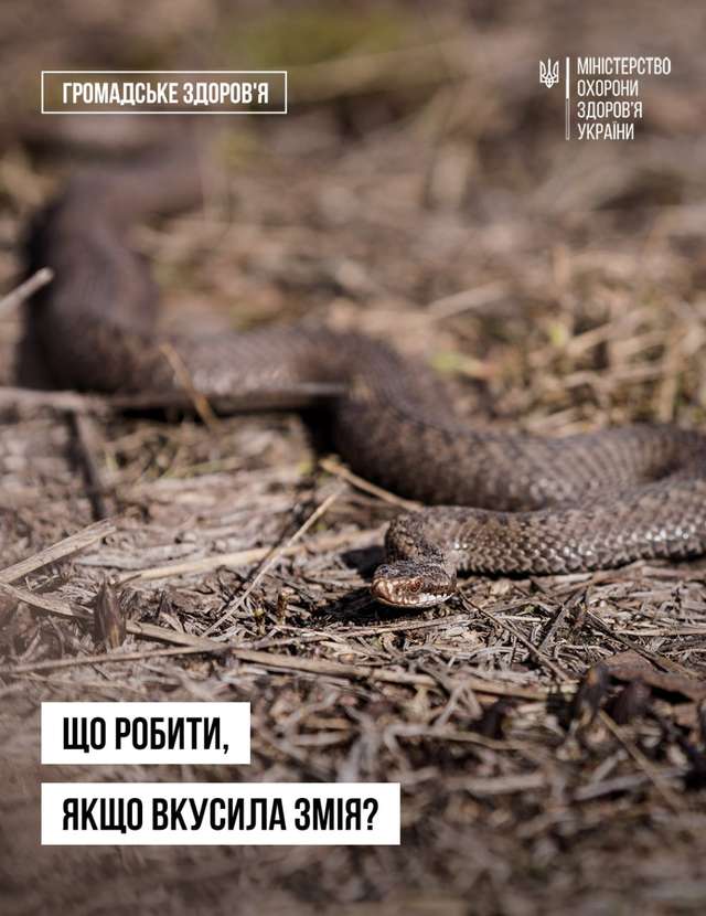 МОЗ попередило українців про розростання ореолу отруйних змій_1