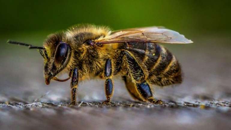 Коли помруть бджоли — помремо ми