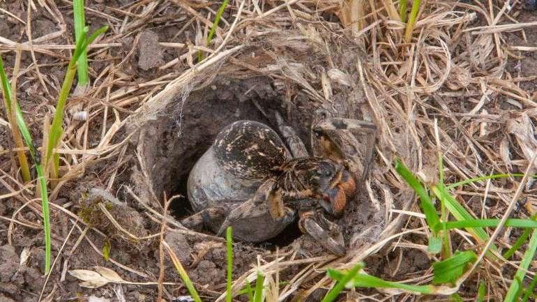 Тарантули атакують Січеславщину