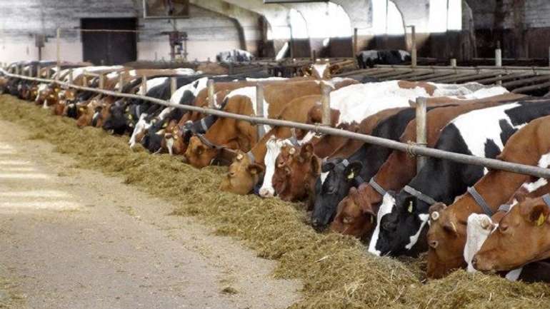 Корів в Україні меншатиме, молочні продукти дорожчатимуть