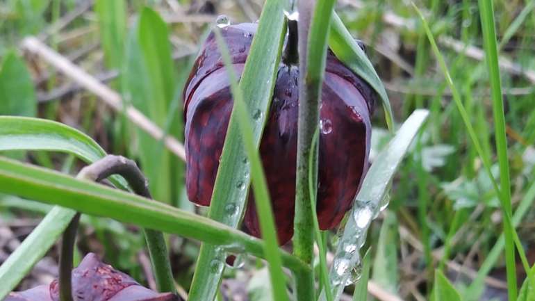 На Полтавщині створюють нові ботанічні зони