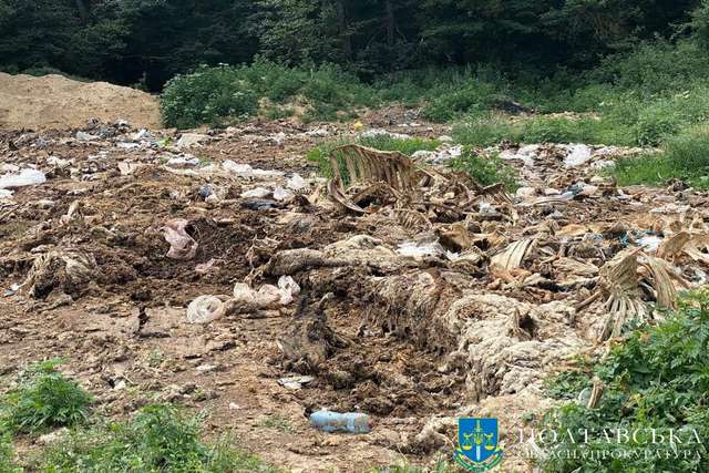 Лісовий скотомогильник - поки сільрада вивчає ситуацію, люди задихаються від смороду_3
