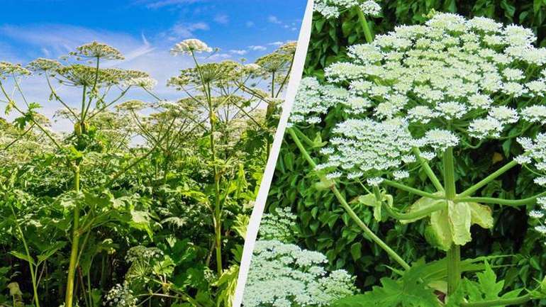 Бережіться борщівника - він може серйозно нашкодити здоров'ю. Зовнішній користувач