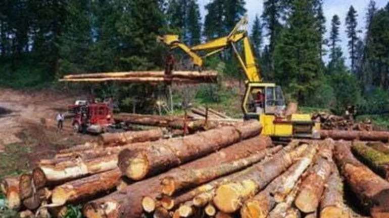 Після двох років повномасштабної війни: лісова мафія нарощує обсяги
