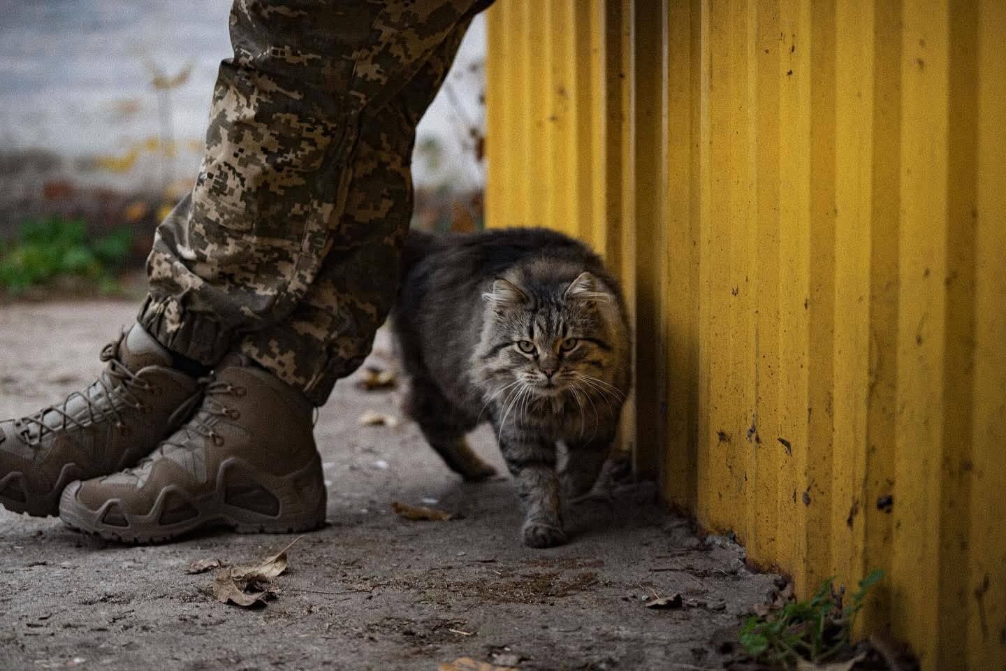 На позиціях десантників не знайдеш жодного кота чи пса, який був би «просто тварина»_7