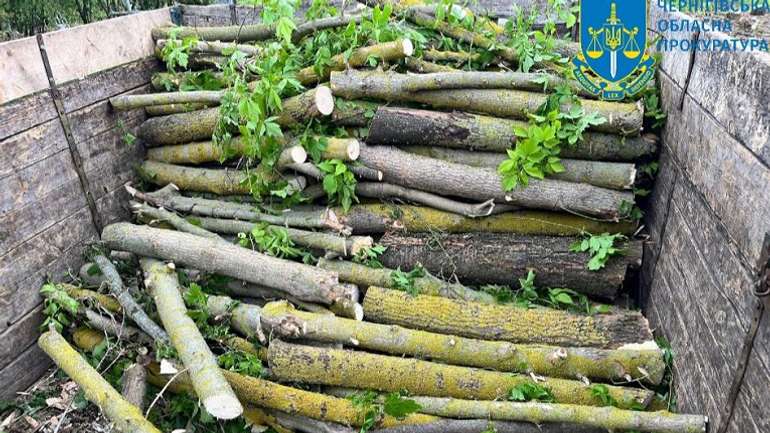 Чернігівський лісник допоміг злочинцям зрубати дерева на понад 1,5 млн грн