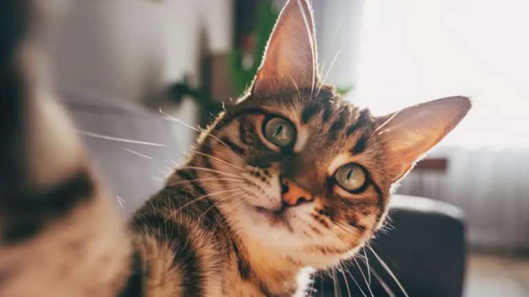 Коти хворіють на деменцію. Як це допоможе в лікуванні людям?