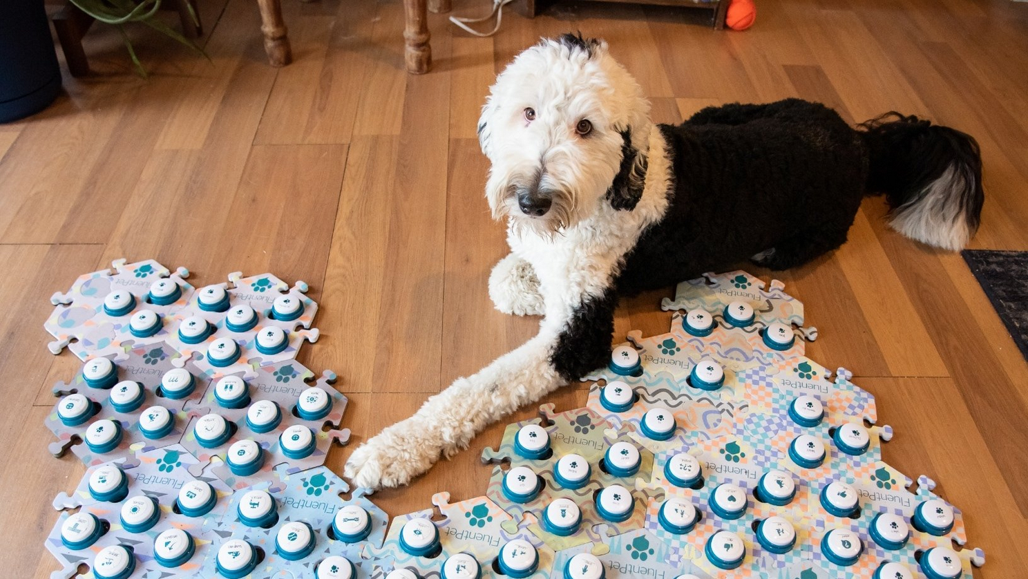 Угорські вчені хочуть навчити собак розмовляти