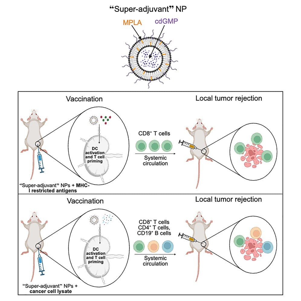 Революція в медицині: наночастинки навчили імунітет перемагати рак_3