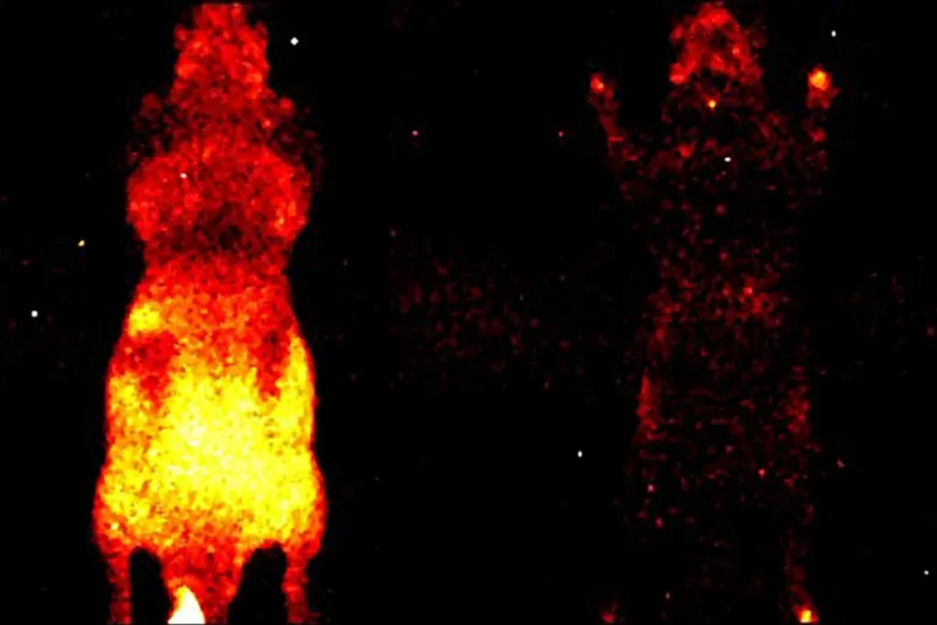 Науковці зафіксували, як живі організми випромінюють слабке світло, що зникає після смерті