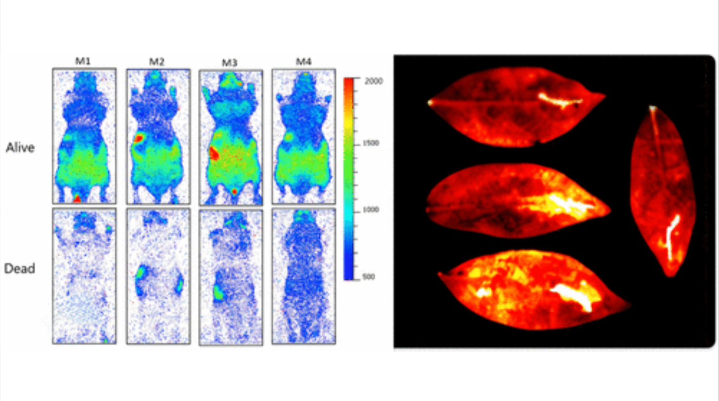 Науковці зафіксували, як живі організми випромінюють слабке світло, що зникає після смерті_1