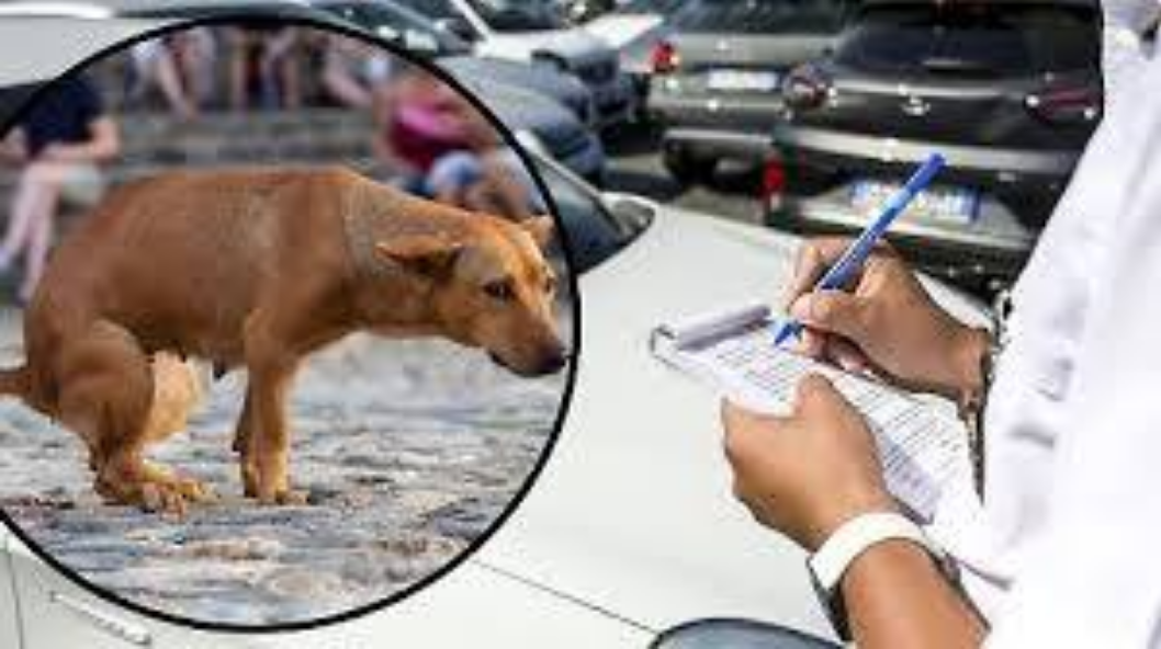 В Італії чоловіка оштрафували на 1200 євро за те, що не прибирав за своїми собаками