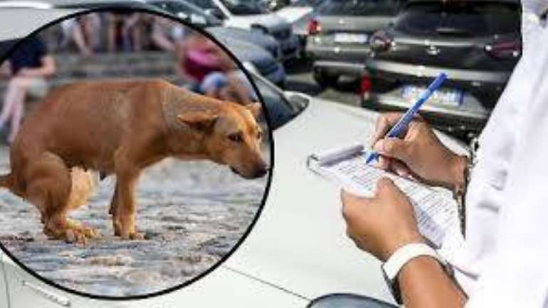 В Італії чоловіка оштрафували на 1200 євро за те, що не прибирав за своїми собаками