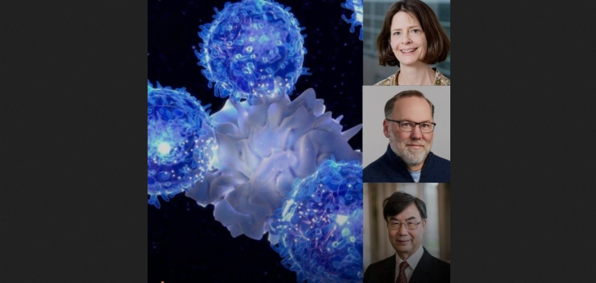 Вчені розкрили механізм, що зупиняє імунну систему від атаки на власне тіло